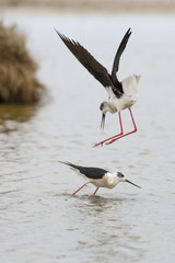 Territorial action and courtship behaviour of these black-winged stilts at laguna of the l'Alfacada