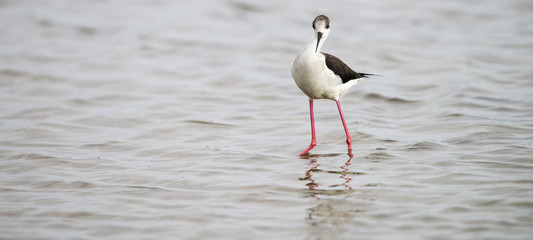 Black-winged stilt panorama at laguna of the l'Alfacada