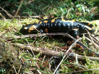 Salamander