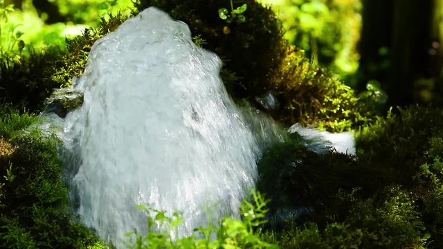 羊蹄のふきだし湧水