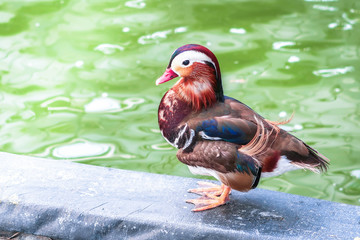 Water birds, Mandarin ducks or Aix galericulata