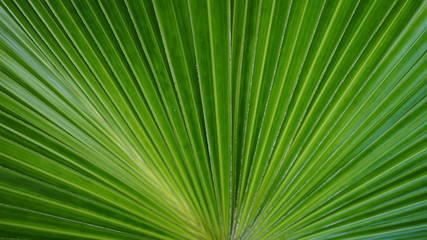 palm leaf leaves green color nature background wallpaper line detail curve
