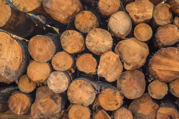 Pile wood timber construction material for background and texture