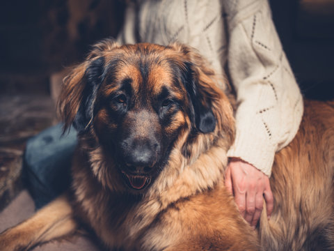 Woman with giant leonberger dog at home