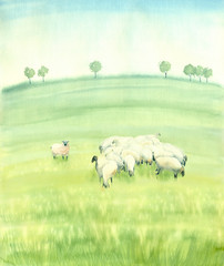 Watercolor painting landscape. Sheep in the summer meadow. - 196305501