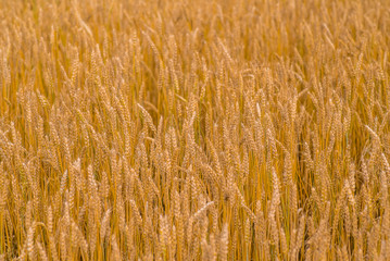 Wheat
