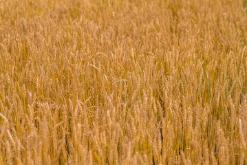 Wheat