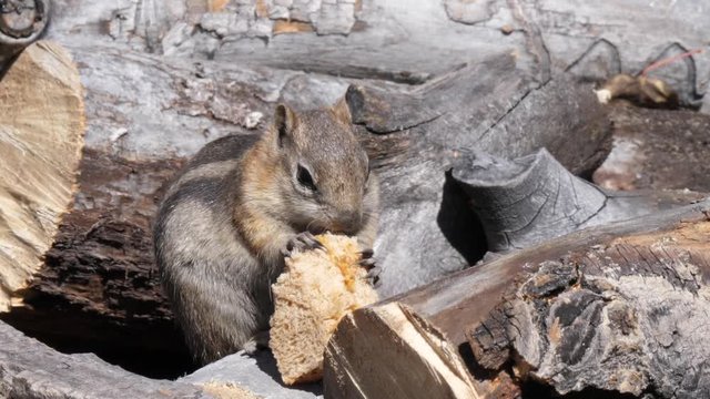 Slow motion shot of a little chipmunk eating his peanut butter sandwich