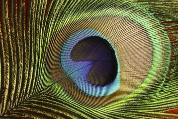 Obraz premium Feathered Texture