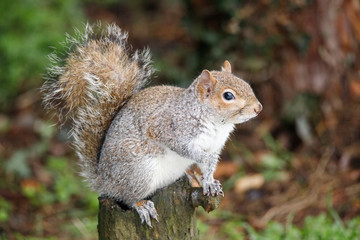 scoiattolo grigio (Sciurus carolinensis)