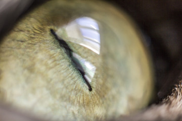 macro eye cats