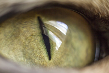 Fototapeta premium macro eye cats