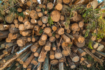 Pile of tree trunks