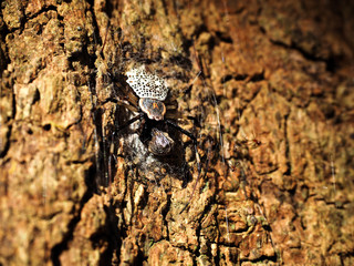 spider eating insect on tree