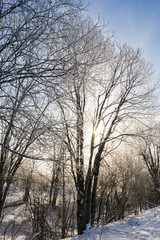 A sunlit tree in a frost.