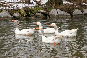 oca e piccioni sulla neve