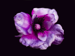 Purple peony close-up isolated on a black background. Artificial fake silk flowers