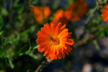 Calendula officinalis, pot marigold, ruddles, common marigold plant in the genus Calendula of the family Asteraceae