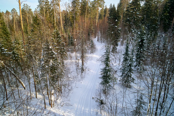 Зимний сосновый лес в лучах солнца, снятый квадрокоптером сверху © jloginova