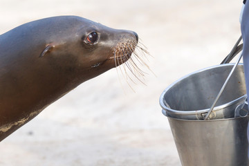 Obraz premium Sea lion begging for a fish