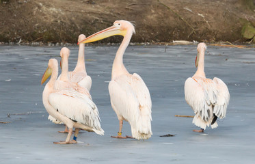 Pelican standing on ice
