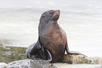 Sea lion eating on the ice