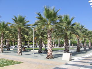 Fototapeta na wymiar Palm trees in a park in Malaga, Spain