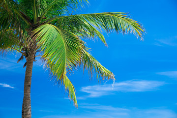 Obraz premium Palm trees against blue sky, Palm trees at tropical coast