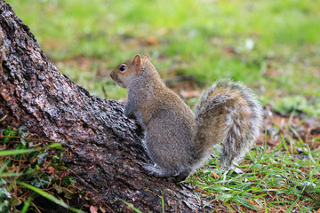 Naklejka na ściany i meble scoiattolo grigio (Sciurus carolinensis)