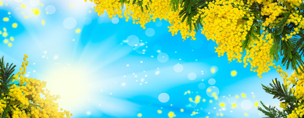 Fototapeta na wymiar Beautiful fluffy mimosa flowers panorama background. Blooming spring mimosa tree nature over blue sky and sun. Greeting card template. Shallow depth