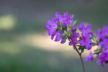 Beautiful Pink Flowers with Green Leaves in Green Meadow