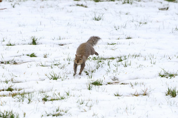scoiattolo grigio (Sciurus carolinensis)