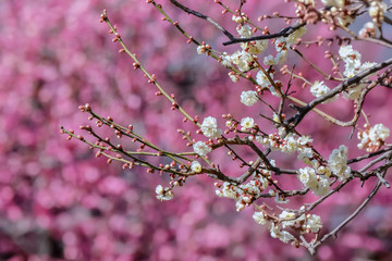 梅の花
