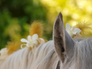 Decorated Horse Mane