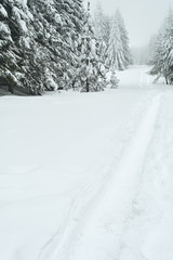 Fresh snow road through the forest, Petrohan, Bulgaria.