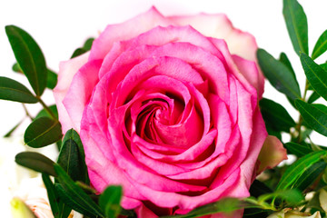 Pink rose. Beautiful, bright flower close up
