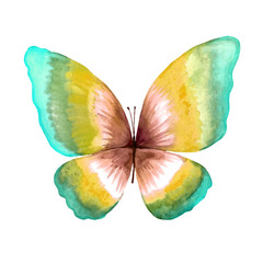 Illustration of a watercolor butterfly.