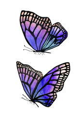 Illustration of watercolor butterflies with a black outline.