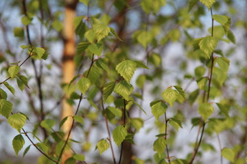 Springtime - Linz - Austria