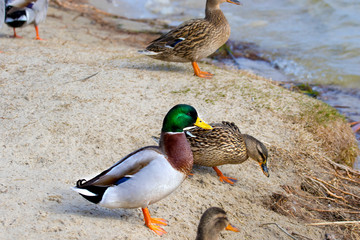  wild drake and ducks on the river bank