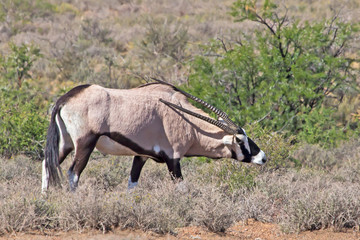 Fototapeta premium Gemsbok scratching back with horn