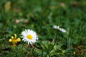 Flowering daisies in green grass in early spring