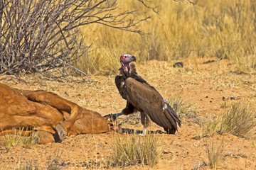 Lappet-faced Vulture on Kill