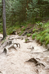 forest near ruin of the Valdstejn gothic castle