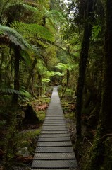path into the wild nature