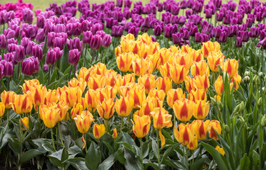 Obraz premium colorful tulips flowers blooming in a garden