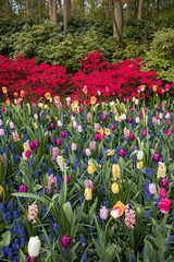 colorful tulips and  hyacinths blooming in a garden