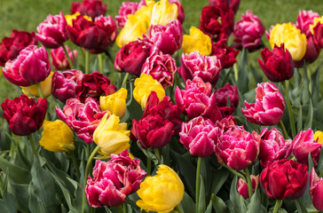 colorful tulips flowers blooming in a garden