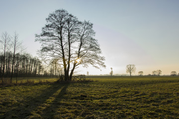 Sun behind a large tree without leaves