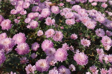 Florescence of pale pink Chrysanthemums in autumn